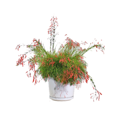 Firecracker Plant (Russelia equisetiformis)